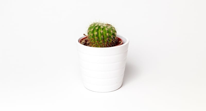 Upcycled Planters